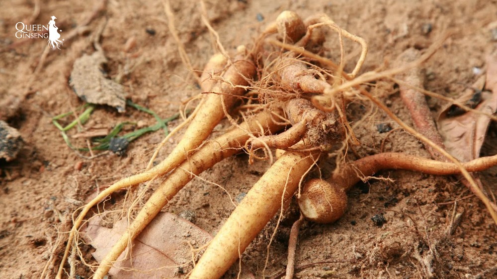 10 lợi ích của sâm đối với phụ nữ sau 30 tuổi