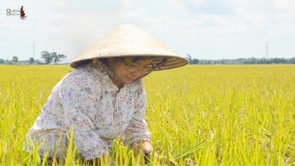 12 năm không ngừng thử nghiệm và chọn lọc