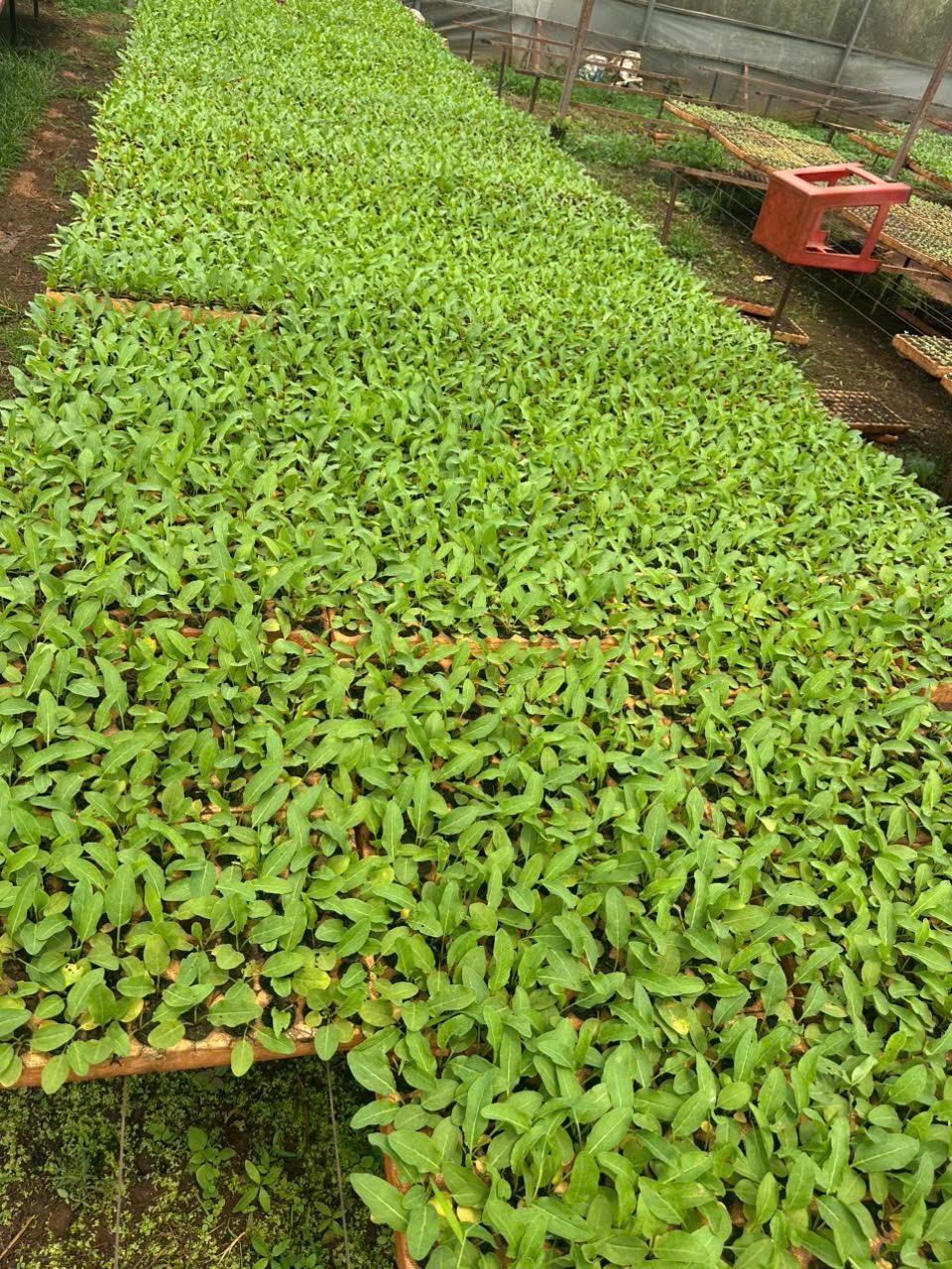 Cây giống sâm nữ hoàng tại vườn ươm QueenGinseng 2026
