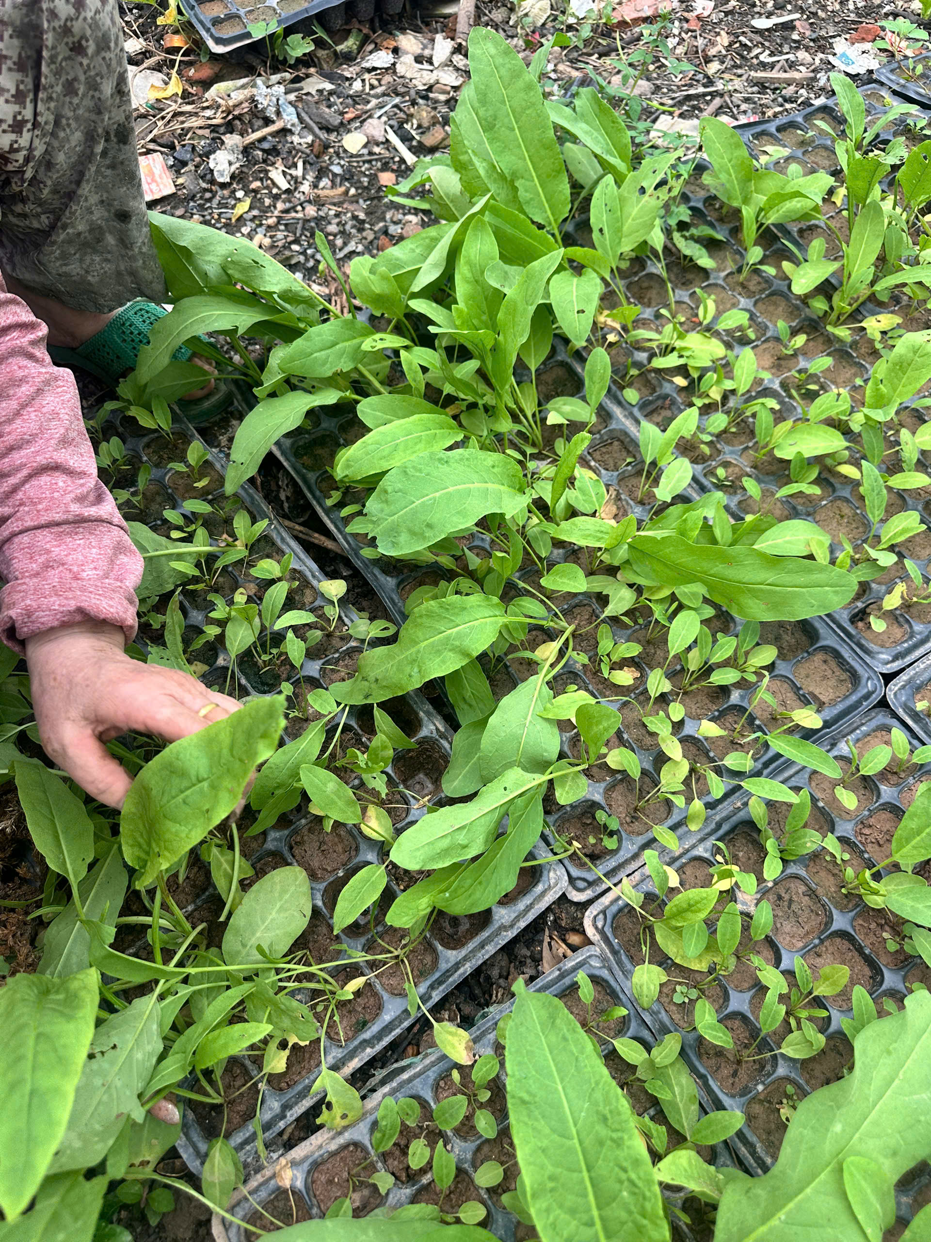Khay giống sâm nữ hoàng cận cảnh
