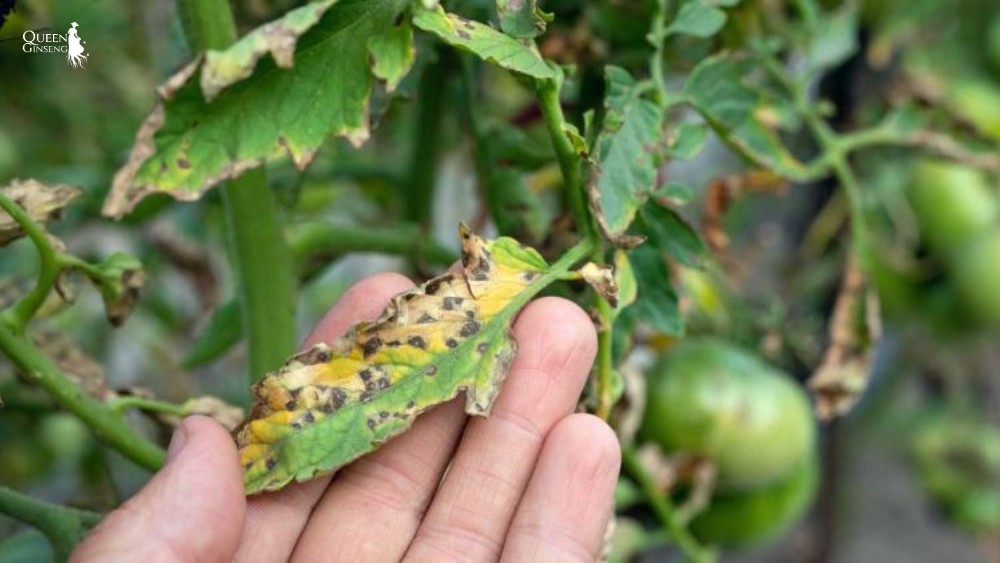 Bệnh đốm lá (Leaf spot) trên Sâm Nữ Hoàng