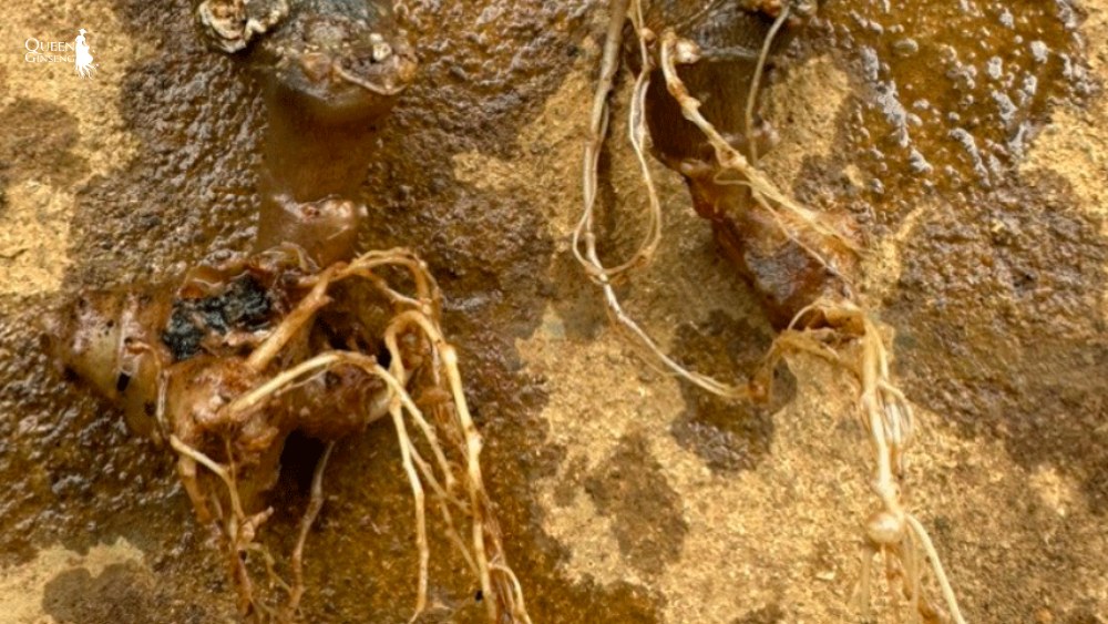 Bệnh thối rễ, thối gốc (Root rot Collar rot) trên Sâm Nữ Hoàng