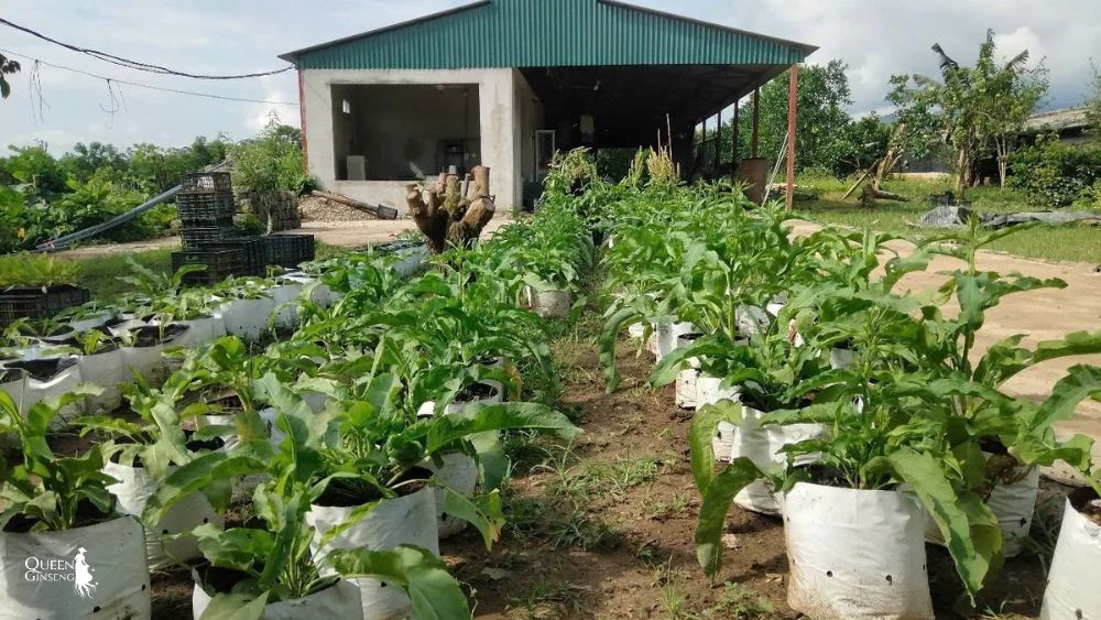 Biểu tượng sâm nữ hoàng trong bối cảnh dược liệu Việt Nam