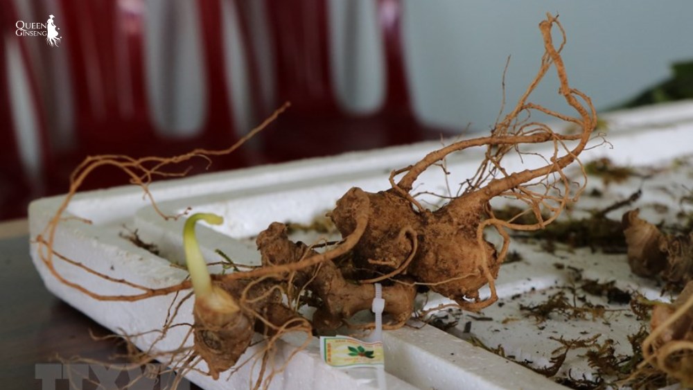 Chu kỳ sinh trưởng sâm nữ hoàng phù hợp với điều kiện Việt Nam