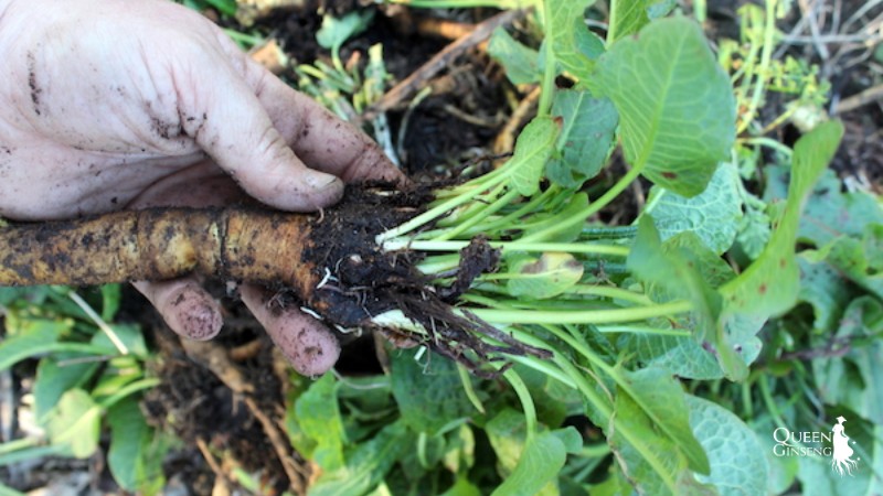 Curly dock có phải là yellow dock plant không
