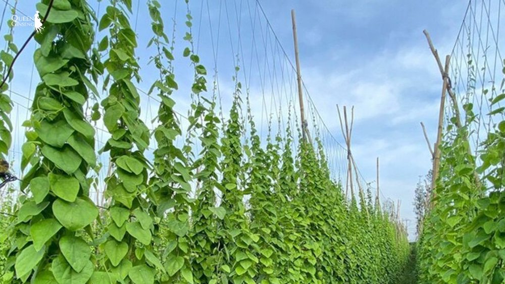 Sâm Nữ Hoàng phù hợp khí hậu Việt Nam