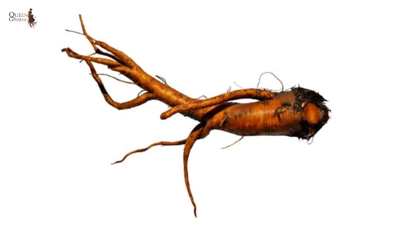 Đặc điểm thực vật học của cây curly dock