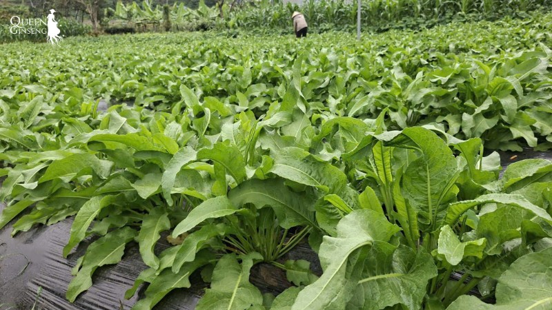 Dương đề nhăn là cây gì