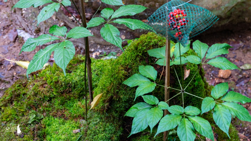 Giống sâm Việt Nam được công nhận quốc tế đầu tiên