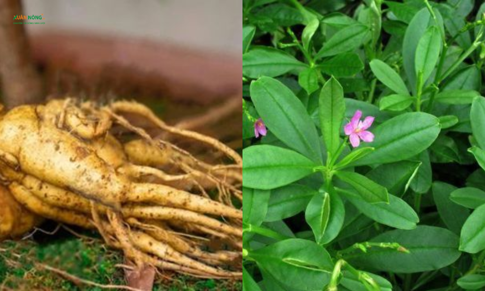 Cây sâm đất có mấy loại