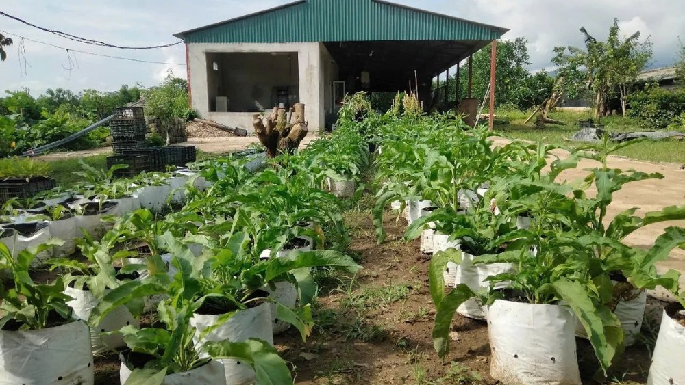 Những bệnh thường gặp trên Sâm Nữ Hoàng và cách phòng tránh