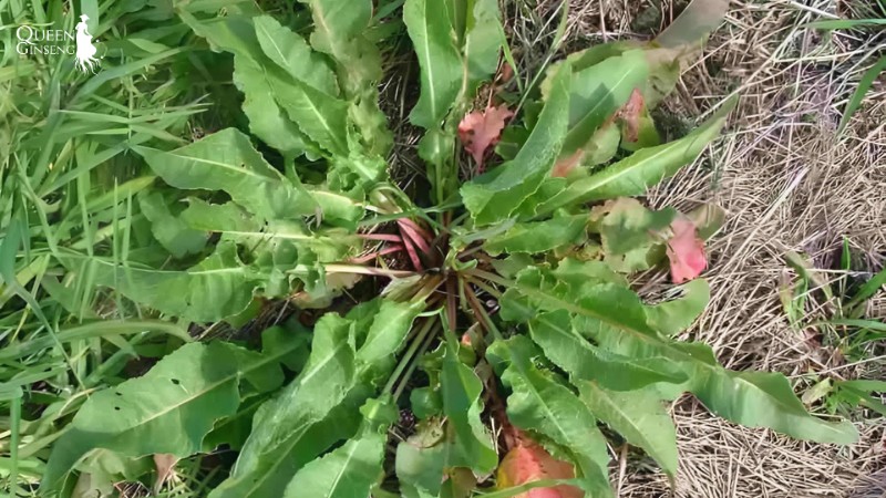 Rumex crispus L là cây gì Tổng quan khoa học từ A–Z