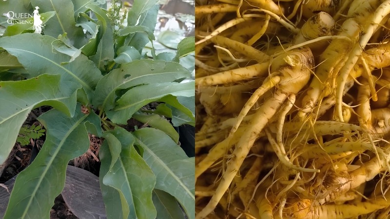 Đặc điểm nổi bật của Sâm Nữ Hoàng