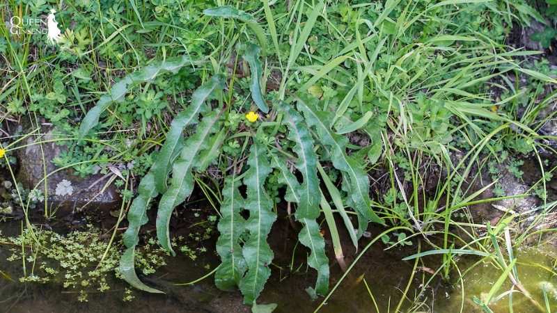 Rumex crispus xuất hiện tại Việt Nam như thế nào