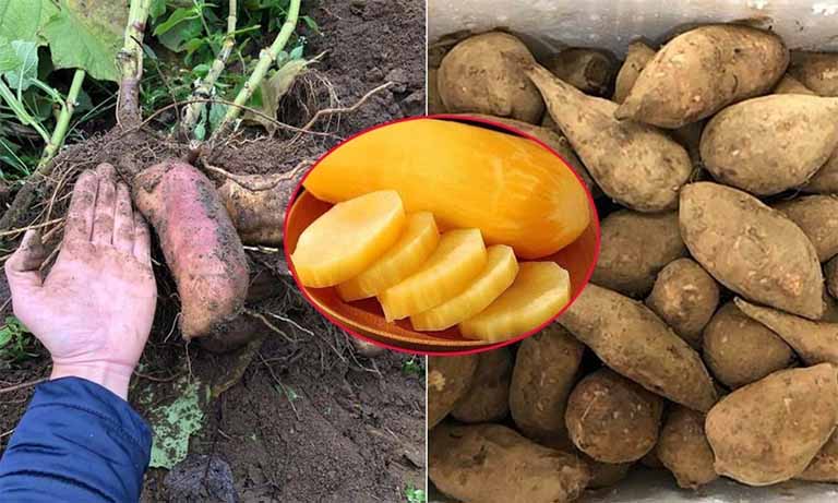 Sâm Đất Điều Hòa Hệ Vi Sinh Đường Ruột