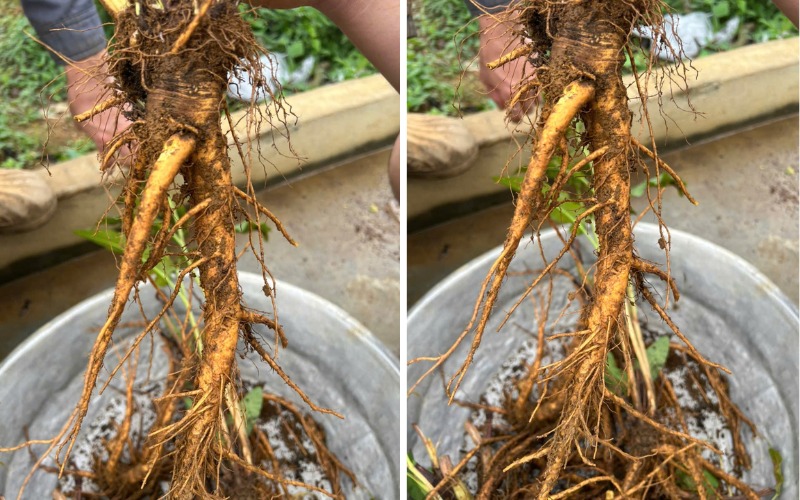 Sâm Nữ Hoàng Có Tốt Không