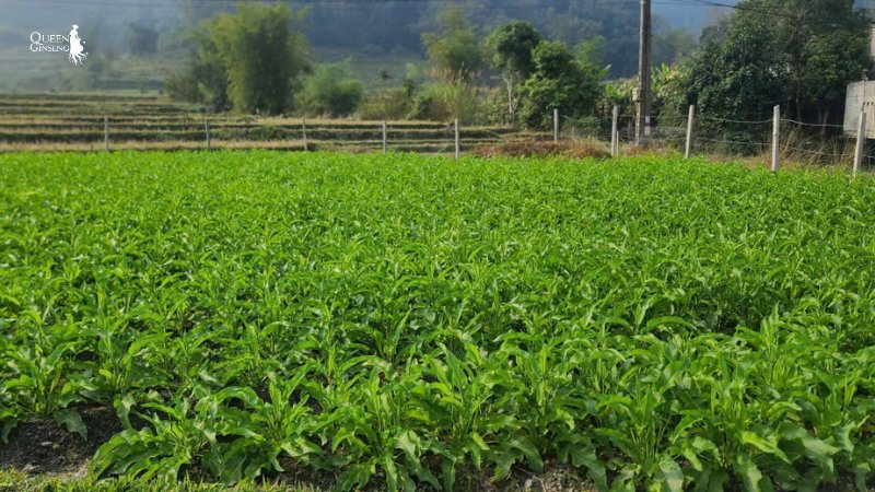 Sâm Nữ Hoàng Phù hợp phát triển vùng trồng tập trung