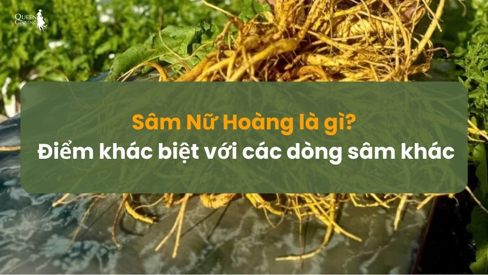 Sâm Nữ Hoàng là gì Điểm khác biệt với các dòng sâm khác