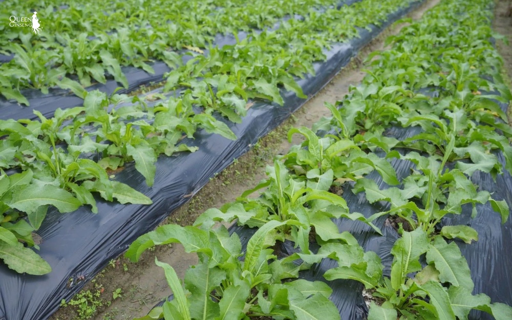 Sâm Nữ Hoàng là gì - Queenginseng Việt Nam