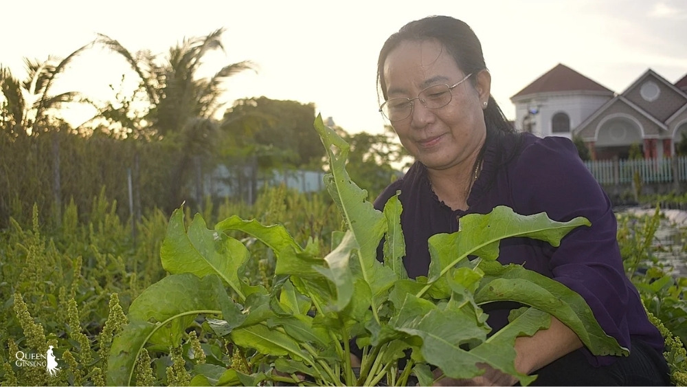 Sâm Nữ Hoàng là gì