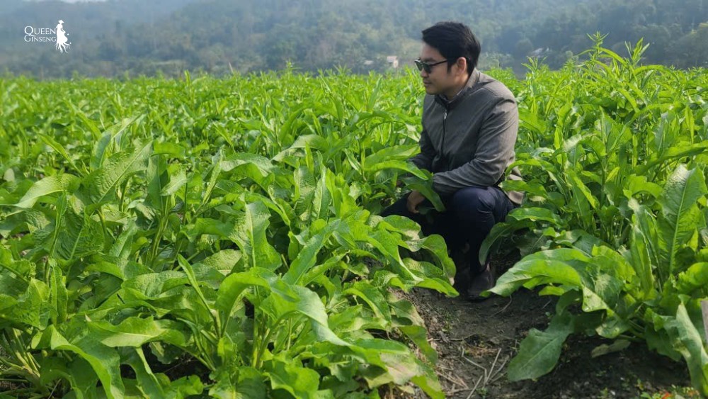 Sâm Nữ Hoàng – giống sâm được định hướng phát triển từ đầu
