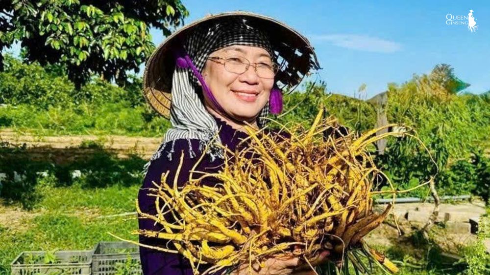 Sâm Nữ Hoàng – từ biểu tượng “Nữ Hoàng” trong văn hóa