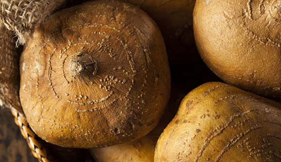 Sâm Tố Nữ Có Tác Dụng Gì