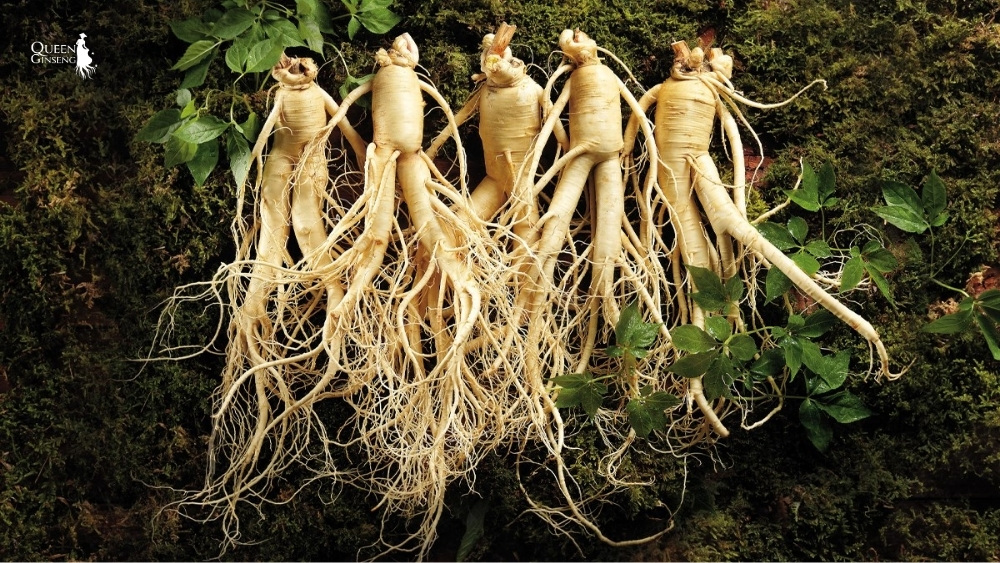 Sâm chống lão hóa - Giảm nám, tăng collagen tự nhiên