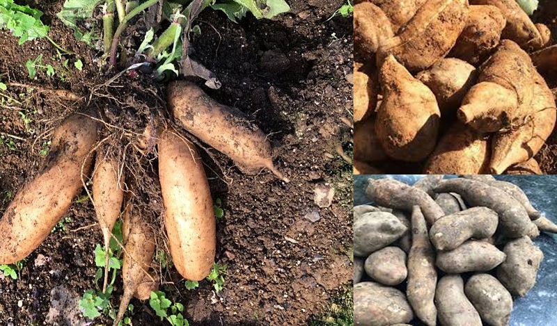 Tác Dụng Của Sâm Đất Giảm Cân Dựa Trên Cơ Chế Sinh Lý