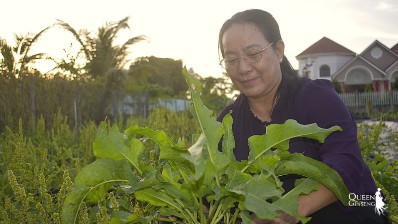 Tên gọi Rumex crispus tại Việt Nam