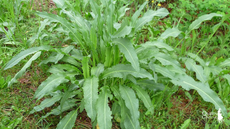 Rumex crispus L là cây gì?