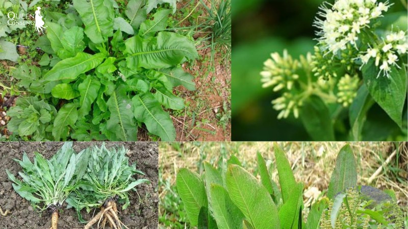 Tổng quan Rumex crispus là cây gì trong y học