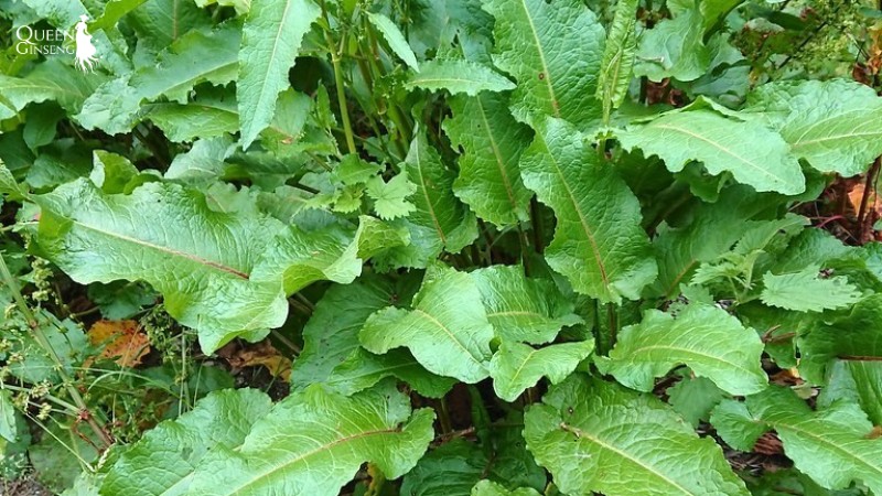 Tổng quan hình thái Rumex crispus