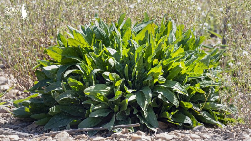 Tổng quan về sâm nữ hoàng 