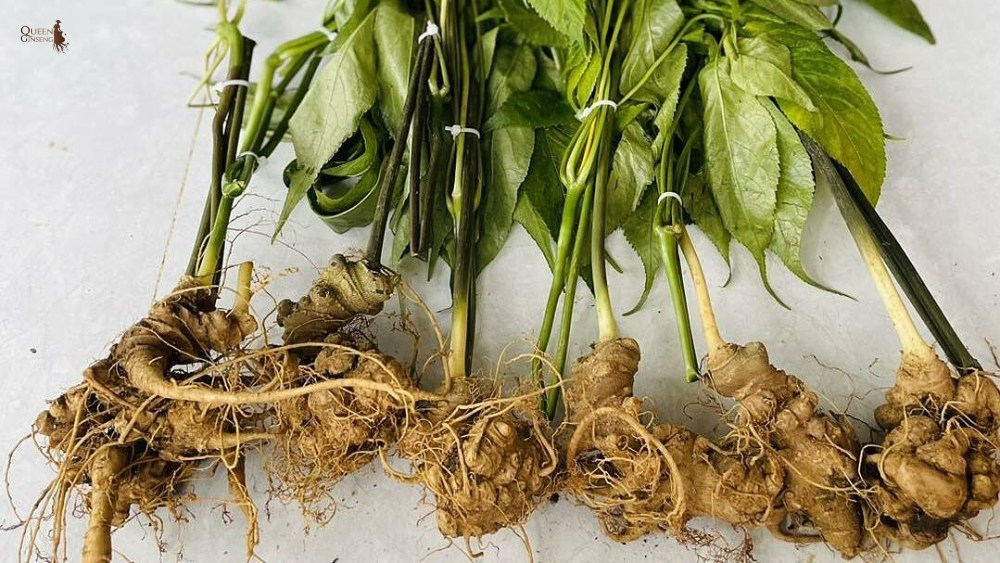 Tổng quan về sâm ngọc linh