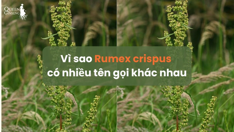 Vì sao Rumex crispus có nhiều tên gọi khác nhau