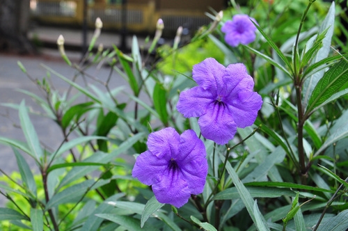 Cây nổ (Sâm đất hoa tím)