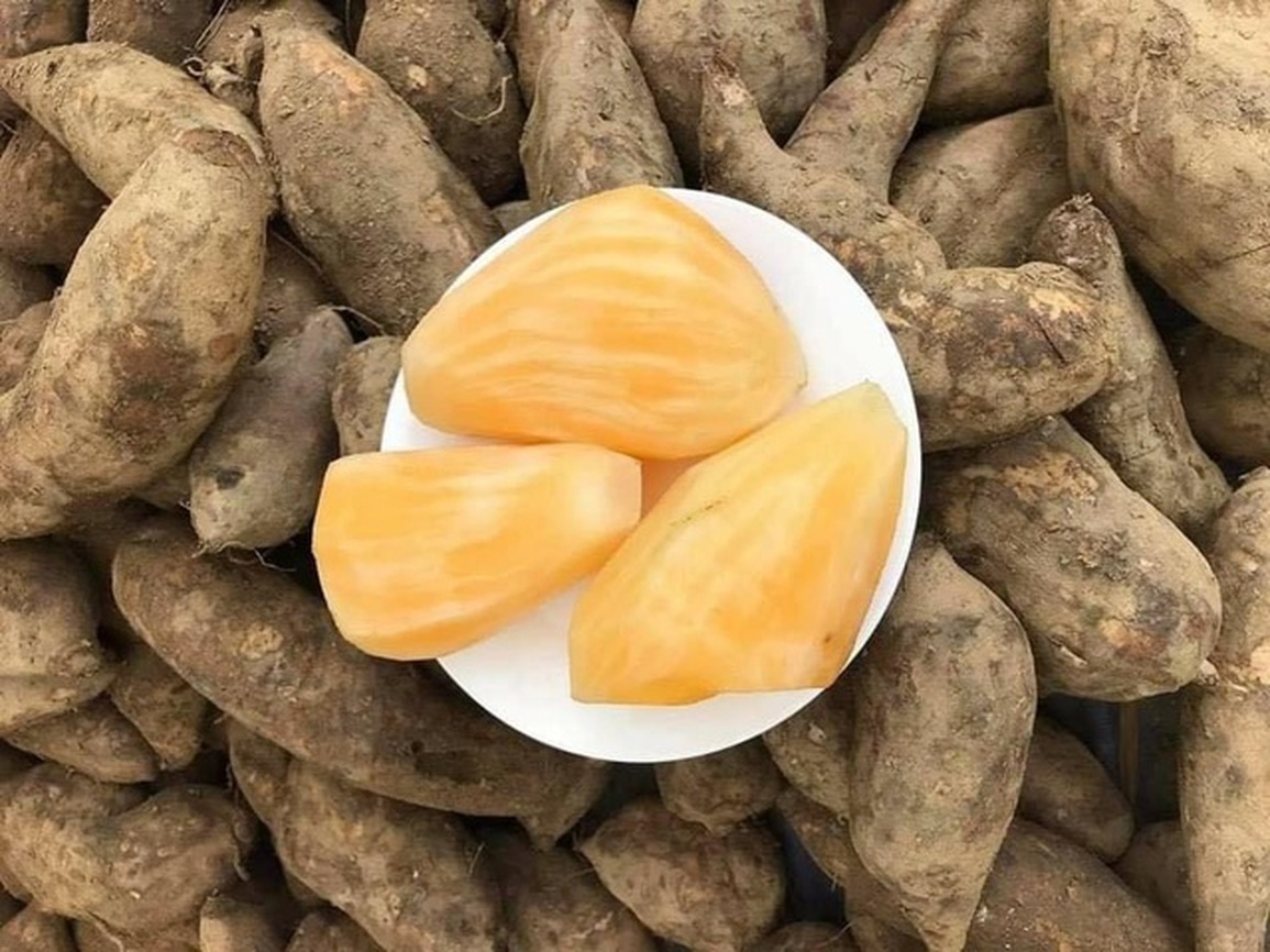 Sâm đất khoai (Sâm Fansipan - "Sâm của người nghèo")