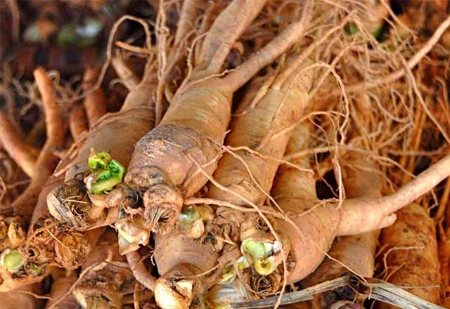 Tổng quan về sâm đương quy