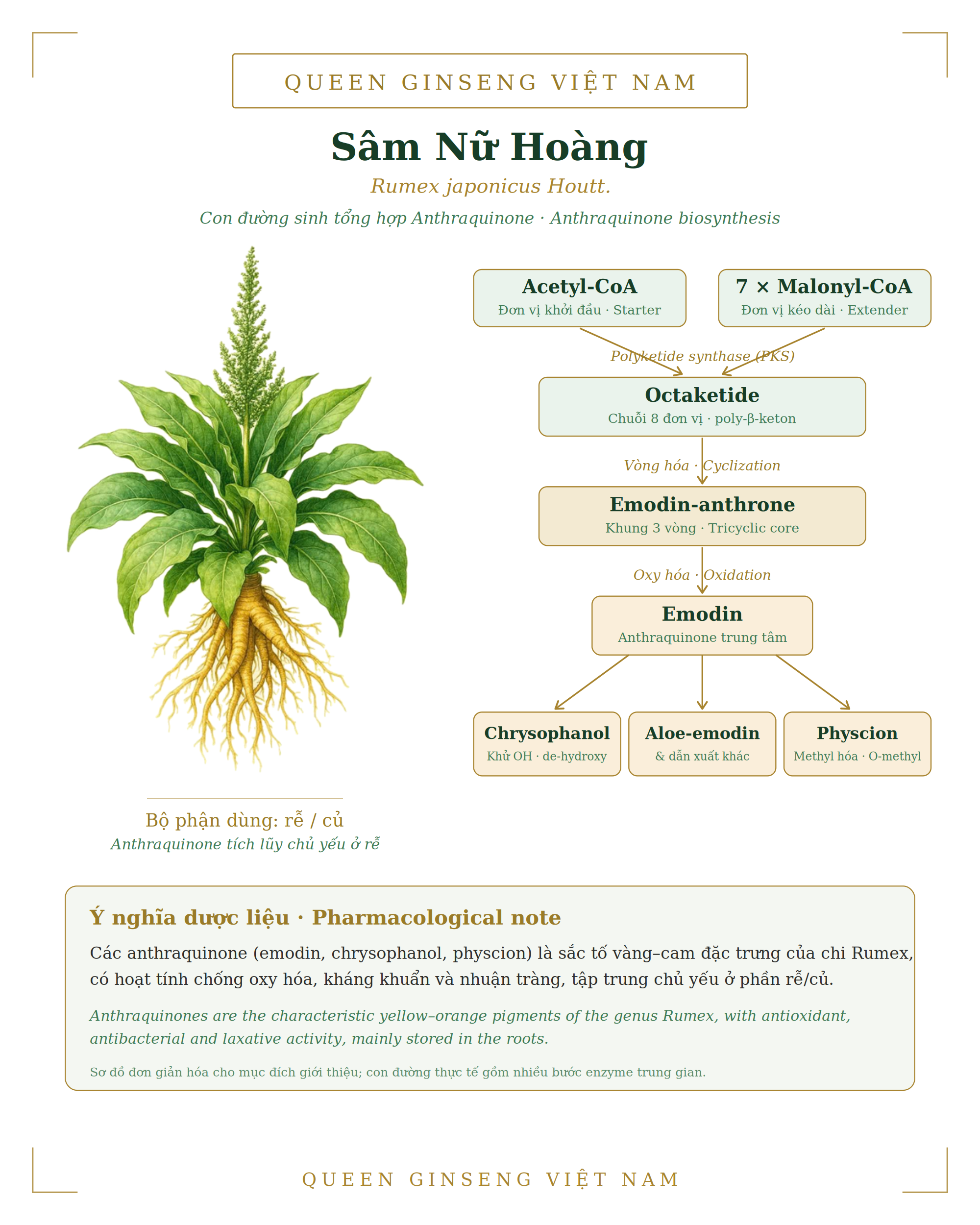 Nhóm hoạt chất anthraquinone là dấu vân hóa học đặc trưng của họ Polygonaceae - tạo nên giá trị dược liệu cốt lõi của sâm nữ hoàng.