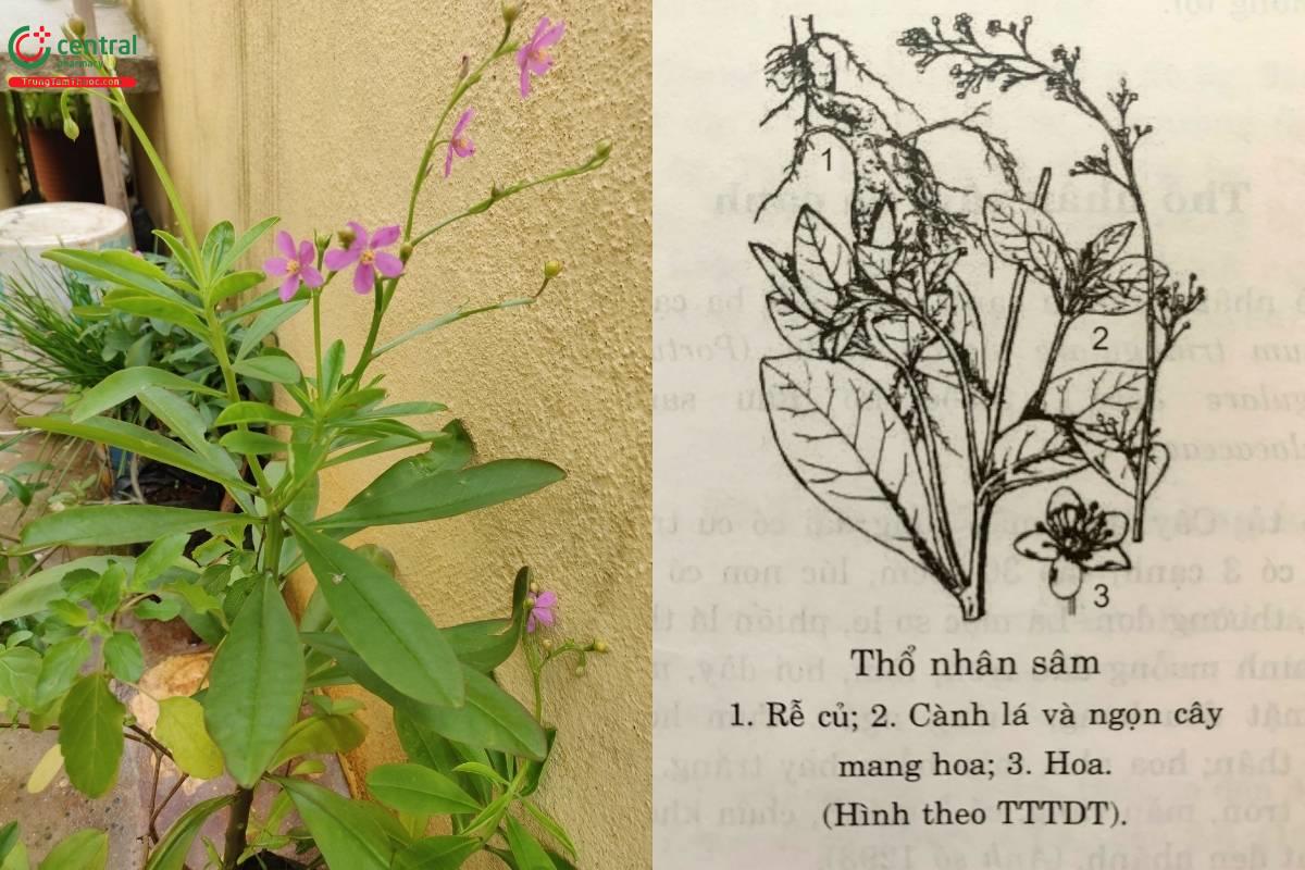 Thổ nhân sâm (Sâm mồng tơi)